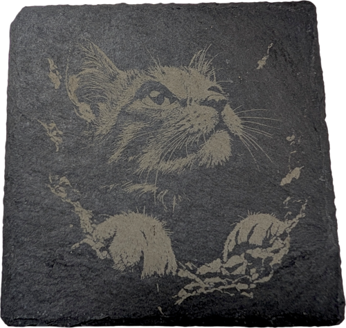 ねこ（アラビアンマウ）